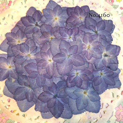 ♡new♡ 作家様必見♡可愛い紫陽花の押し花セット♡