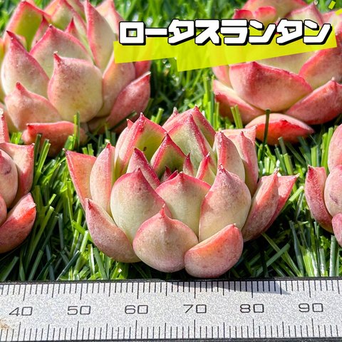 新入荷 大人気 多肉植物 エケベリア ロータスウンタン 超美苗 レア種