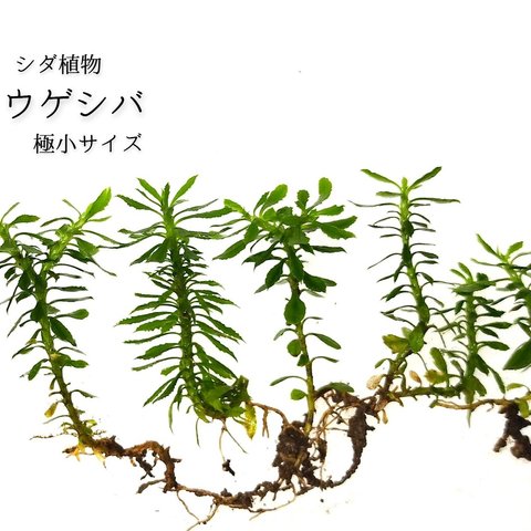 トウゲシバ（極小サイズ）（シダ植物）　テラリウム素材等