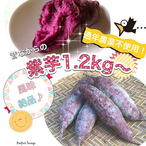 紫芋1.2kg以上《ポリフェノールたっぷり♪》愛媛県産