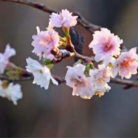 十月桜☆鉢セット、送料無料★