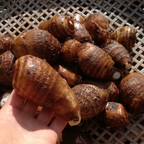 里芋《ふっくら♡湿潤そだち》愛媛県産