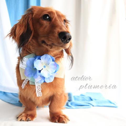 ブルーの紫陽花のシンプルチョーカー💙　～ワンちゃん ネコちゃん用～  犬用チョーカー 　梅雨　初夏のチョーカー　 