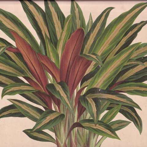 フランスアンティーク 博物画 植物画『』KAMEPEFERIA ORNATA 多色刷り石版画　ボタニカルアート