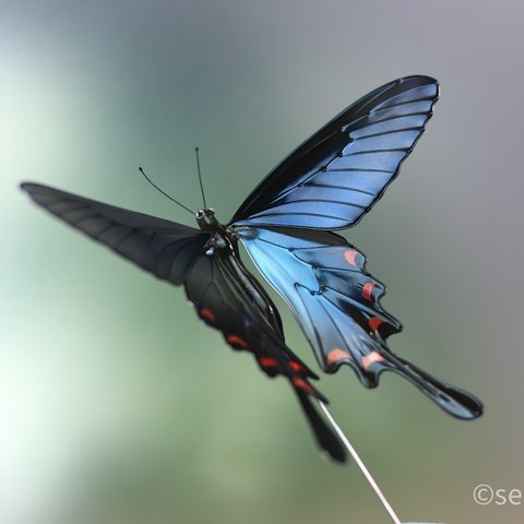 ジャコウアゲハのハットピン　蝶