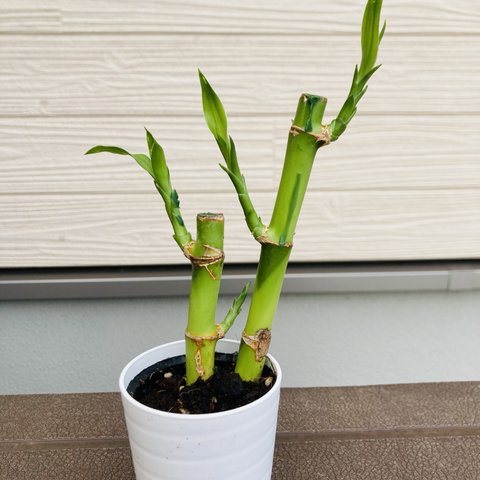 ミリオンバンブー　開運☆観葉植物☆