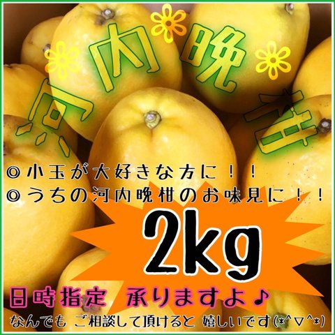 【北海道 沖縄のお客様用】ご試食 お・た・め・し小箱《河内晩柑/えひめ産》【小玉☆訳あり】