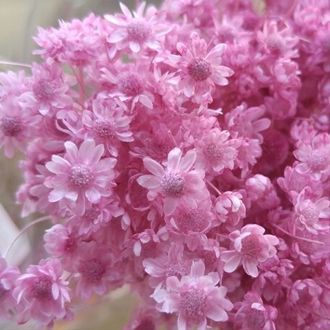 かわいいスターフラワーミニ　ストロベリーの花束