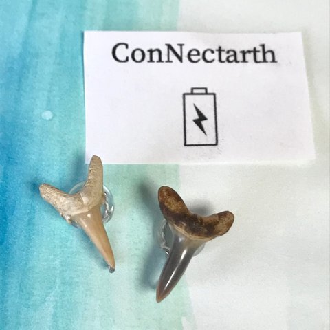 SALE！！化石標本◇サメの歯【Ⅱ】earring／316L 