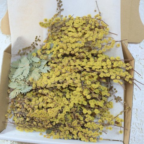 押し花素材ミモザ訳あり20g