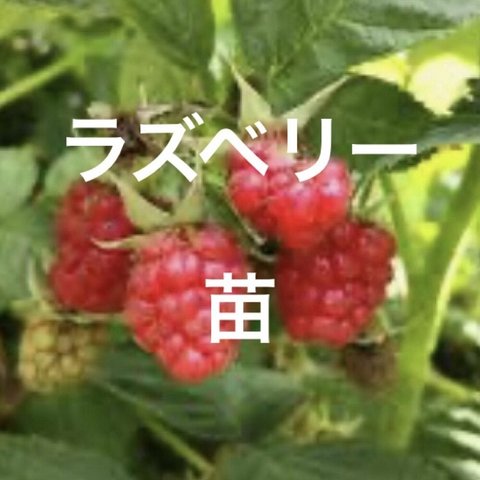 ラズベリー 苗 ＊ 木苺 ハーブ 小さい苗