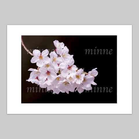 桜の花の写真(2L)の３点セレクト　送料無料