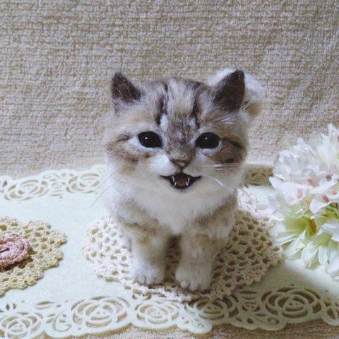 羊毛っこ　猫ちゃん♪