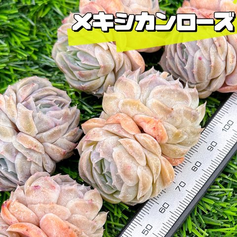 新入荷 大人気 多肉植物 エケベリア メキシカンローズ 超美苗 レア種