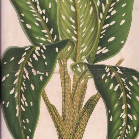 フランスアンティーク 博物画 植物画『FIEFFENBACHIA　GIGANTEA』 多色刷り石版画　ボタニカルアート