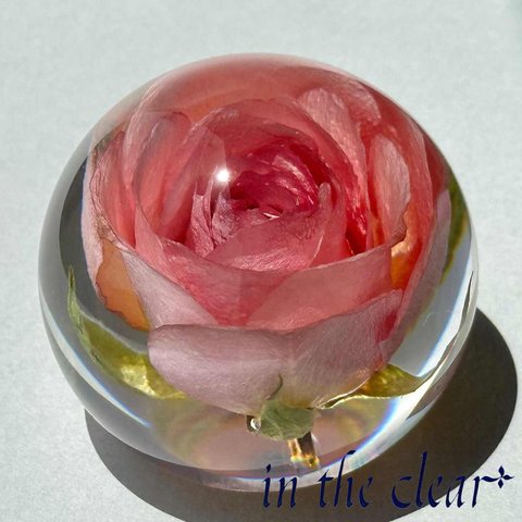 植物標本　薔薇　ピンク　レジン　５センチ球体