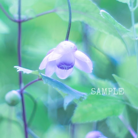 「garden flower」A4サイズ写真-57