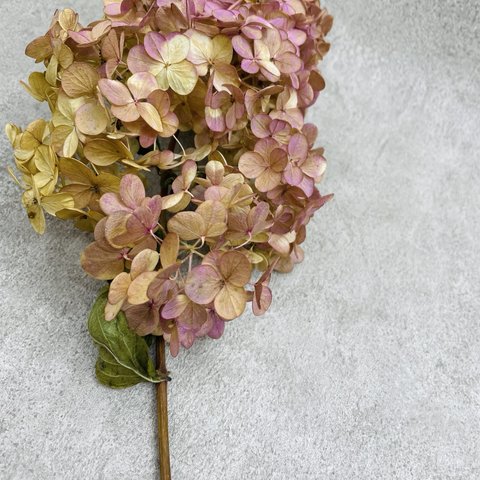 【何点買っても送料800円対象】北海道のお花屋さんが作るドライフラワーシリーズ　秋色ミナズキ1本　手作り素材としていかがでしょうか