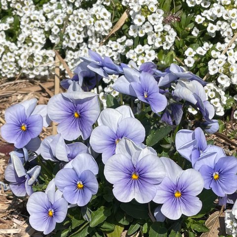 紫パンジーと白い花