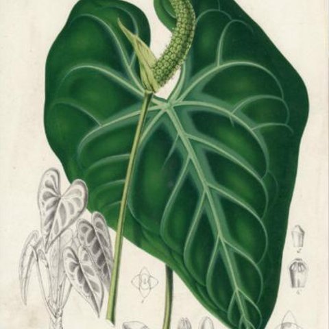 アンティーク☆Anthurium Leuconeurum☆ボタニカルリトグラフ