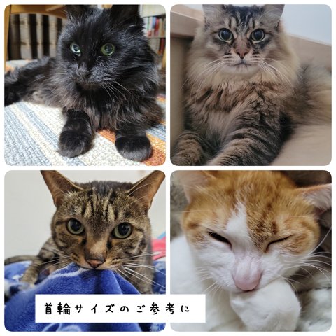 【😺首輪サイズのご参考までに🐾】