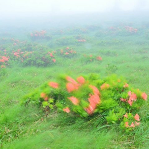 Ａ4　写真　プリント　ツツジ