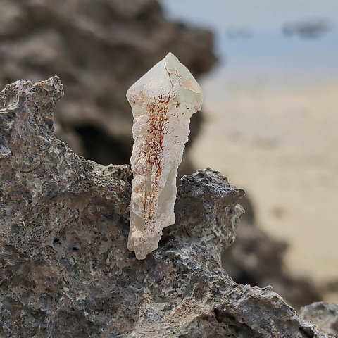 エッチドクォーツ(Etched Quartz)/ 松茸水晶(Scepter Quartz)  S000367 蝕像水晶