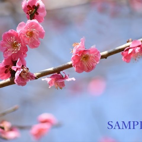 055)季節の花　梅と河津桜　ポストカード　５枚組