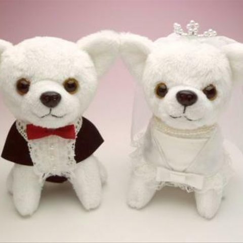 【ウェディングチワワ】結婚式のウェルカムドッグ♪パールのティアラ付チワワ＆タキシード