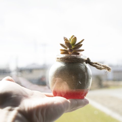 まん丸の砂漠風の多肉植物