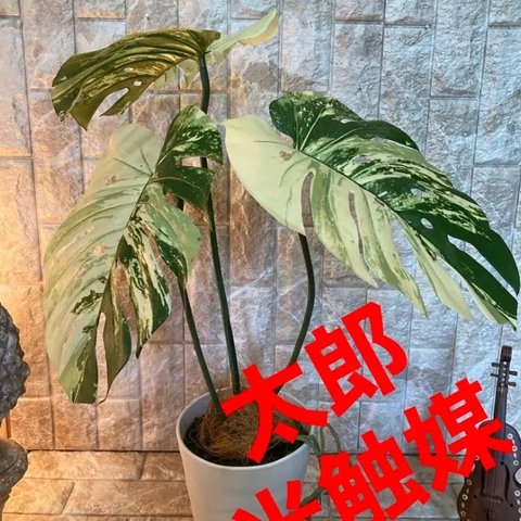 光触媒　人工観葉植物　ウォールグリーン　フェイク　フラワー　ハンドメイド　斑入りモンステラ