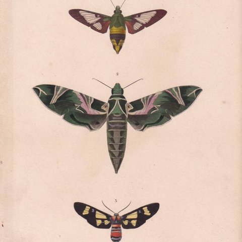 フランスアンティーク 博物画『蝶類・蛾14』 多色刷り石版画