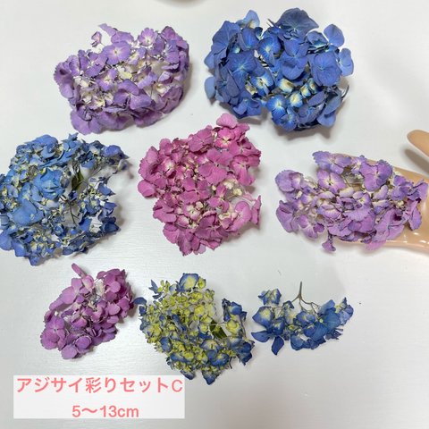 紫陽花　 アジサイ  花材　ドライフラワーセットC