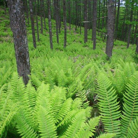 カラマツ林の初夏