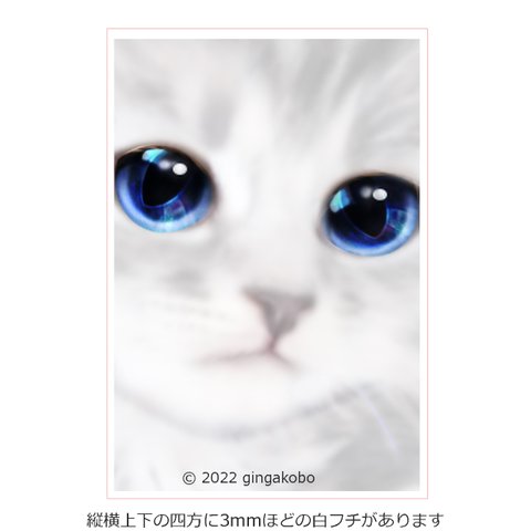「きみはげんきかい？」 猫　ほっこり癒しのイラストポストカード2枚組No.033