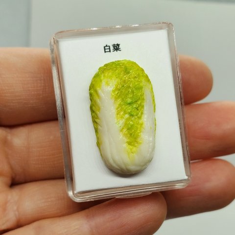 白菜　標本シリーズ otomenokai ミニチュア