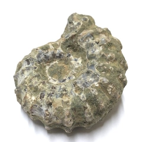 一点物☆太古の海の記憶 天然石(化石) アンモナイト 原石 ②