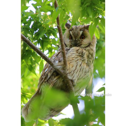 ポストカード "寅の野鳥" ４枚セット