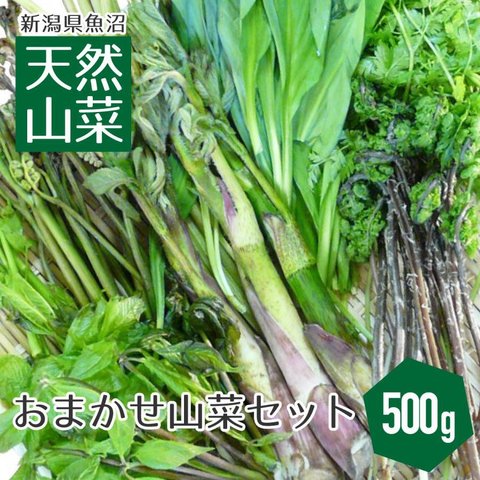 送料無料 新潟県魚沼産 天然山菜セット（500g） 新潟 魚沼 天然 山菜 朝採り 笑顔の里 クール便 4月下旬から5月中旬頃まで