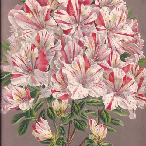 フランスアンティーク 博物画 植物画『AZALEA　INDICA　PONCTULATA　アザレア』 多色刷り石版画　ボタニカルアート