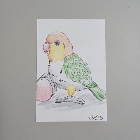 本日限定価格です　原画　シロハラインコ　ポストカード