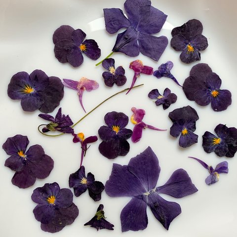 押し花紫ミックスセット　ビオラ　リナリア　すみれ　他セット　季節の花