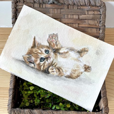 マンチカン 子猫 水彩画 ポストカード