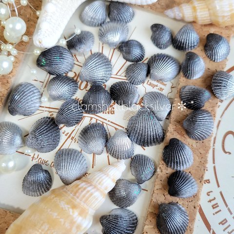 小さな二枚貝*.❁　クラムシェル　30枚　海　素材　　二枚貝　小さい　貝殻
