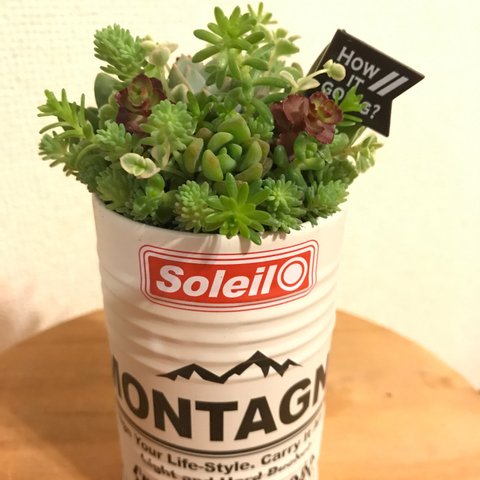 多肉寄せ植え3