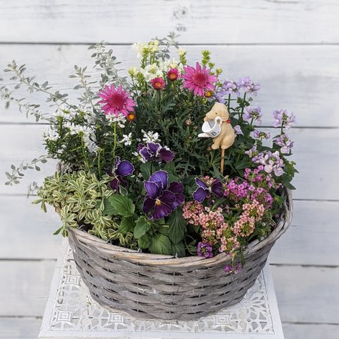 🌸マーガレットの寄せかご植え♪