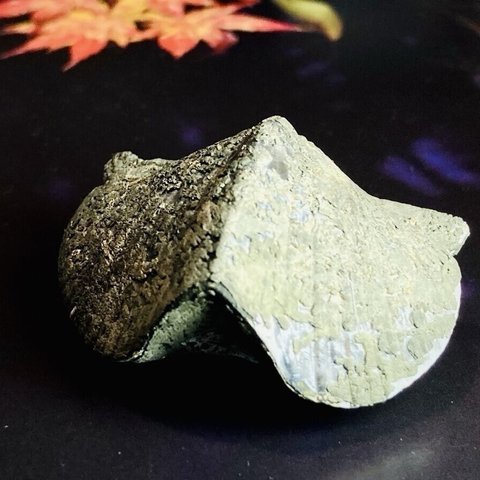 希少✨　パイライトシェル　腕足貝　化石　黄鉄鉱　原石