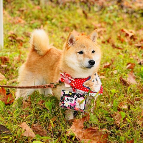 作品見本、愛犬編