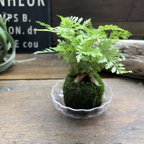 ダバリア苔玉仕立て♡涼しげ♡シダ♡観葉植物