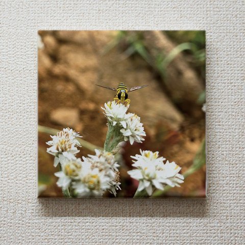 山のともだち　写真キャンバスボード　作品3